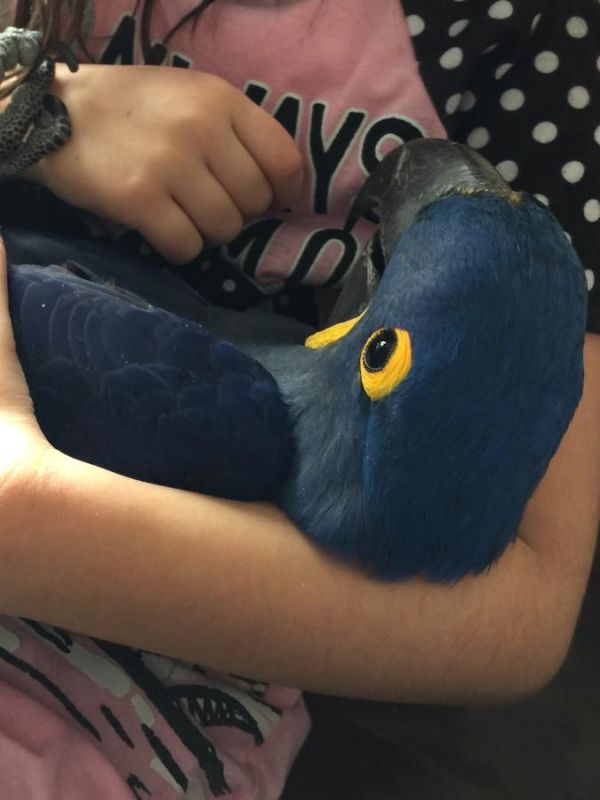  beautiful Hyacinth Macaw with huge california iron wrought cage