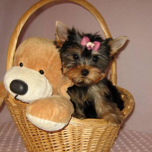Beautiful Yorkie Puppies