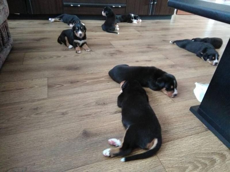 Greater Swiss Mountain Dog