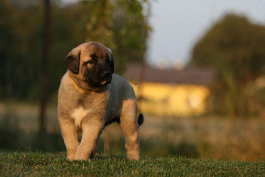 Anatolian Shepherd dog - Kangal