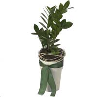 Floral fragrances all the way in Germany In www.floristgermany24x7.com