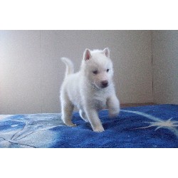 BEAUTIFUL & ADORABLE PUPPIES AVAILABLE NOW!