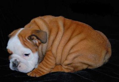 TWO ENGLISH  BULLDOG  PUPPIES FOR ADOPTION
