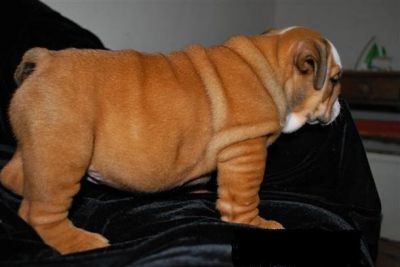 Affectionate bulldog puppies for re-homing with extraordinary wrinkles