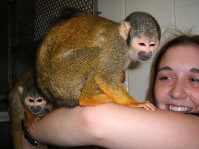   I Currently have Cute and well Trained baby Capuchin Monkey for adoption