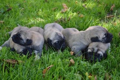 Turkish Kangal From Czech Heart