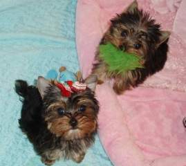 Healthy Well Trained Teacup Yorkie Puppies Available
