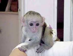 Cute baby capuchin monkeys for X-mas adoption