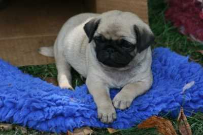 fawn pug puppies for sale