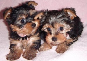 Teacup yorkie puppies for new homes