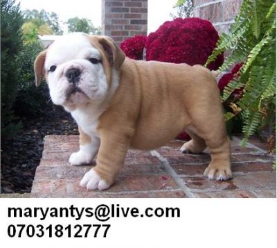 English bulldog puppies for sale