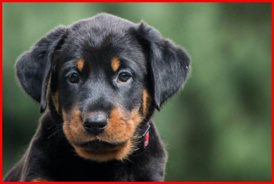 Beauceron (Berger de Beauce) – FCI registred