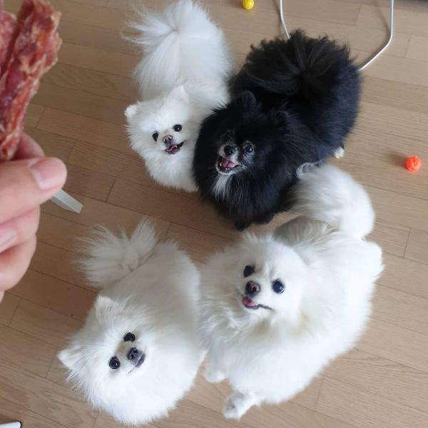 Teacup pomeranian puppies for sale.