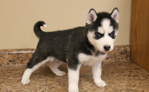 Cute siberian husky puppies available