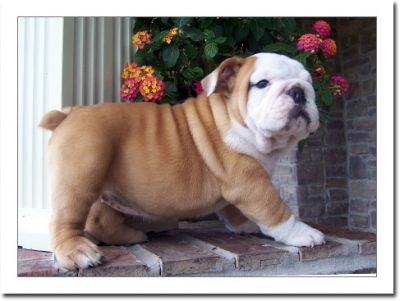 English bulldog puppies for sale