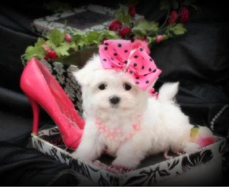 Adorable Maltese puppies for sale