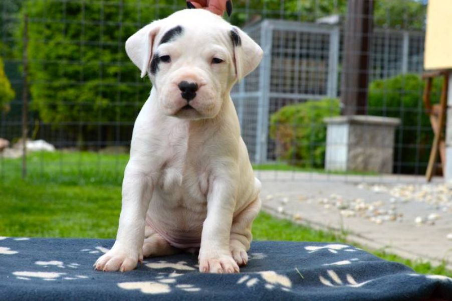 Dogo Argentino puppies with pedigree