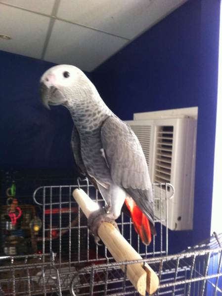 African grey parrots