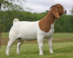 Boer goats for sale