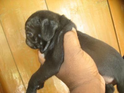 A BEAUTIFUL AND HEALTY DOGS AND PUPPY FOR SALE 