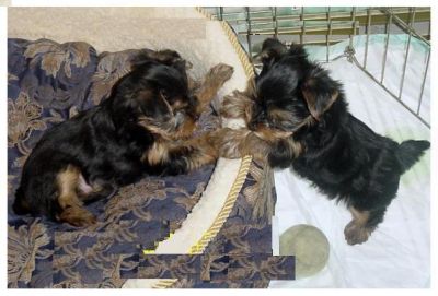 Nice Tea Cup Yorkie Puppies For Free Adoption