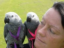 2 African Grey Parrots for adoption