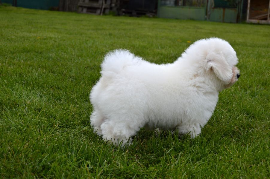 Bichon Frisé with pedigree