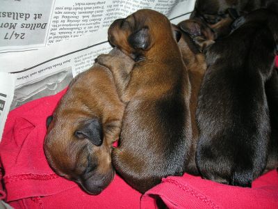 Dapple Mini Dachshund Pups