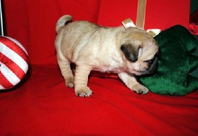 Marvelous Vet check and Potty trained Pug Puppies