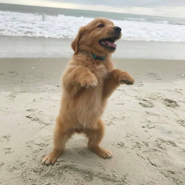 Golden retriever puppy for sale