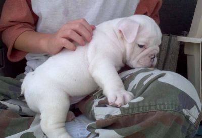 Lovely and Adorable Bulldogs Pyppies For Adoption