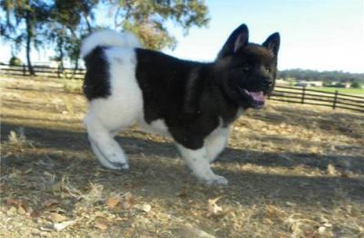 Akita Puppies Ready Now!!!!!