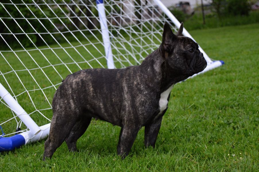 French Bulldog puppies with pedigree