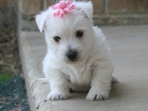 Excellent ,Temperaments West Hihgland Terrier Puppies