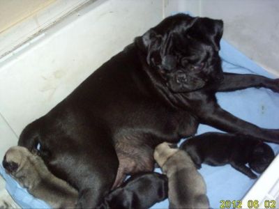 A BEAUTIFUL AND HEALTY DOGS AND PUPPY FOR SALE 