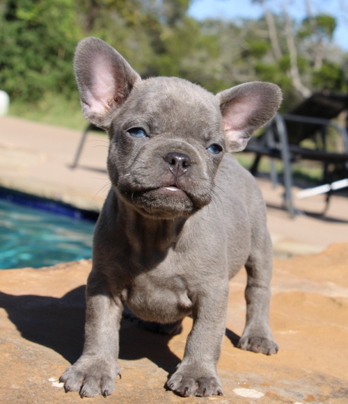 French Bulldog Puppies.