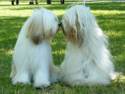 TIBETAN TERRIER puppies only with pedigree