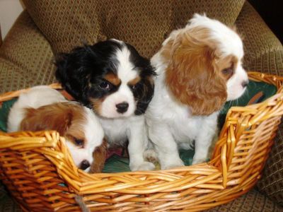 Cavalier King Charles Spaniel with pedigree