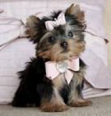 Adorable  Yorkshire Terrier Puppies...