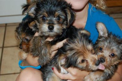 Gorgeous Yorkshire terrier puppies for adoption 