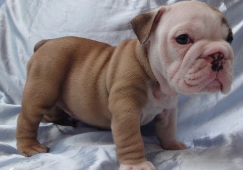 Extra Charming Male And Female English Bulldog Puppies For adoption,