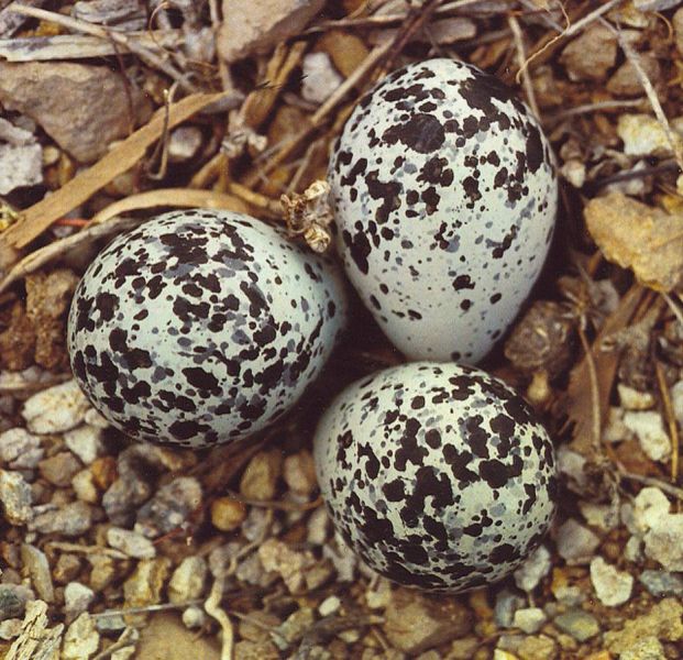 Parrot eggs,ostrich eggs and eagle eggs for sale