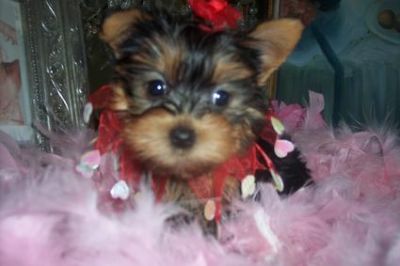 adorable and healthy yorkie puppies for adoption
