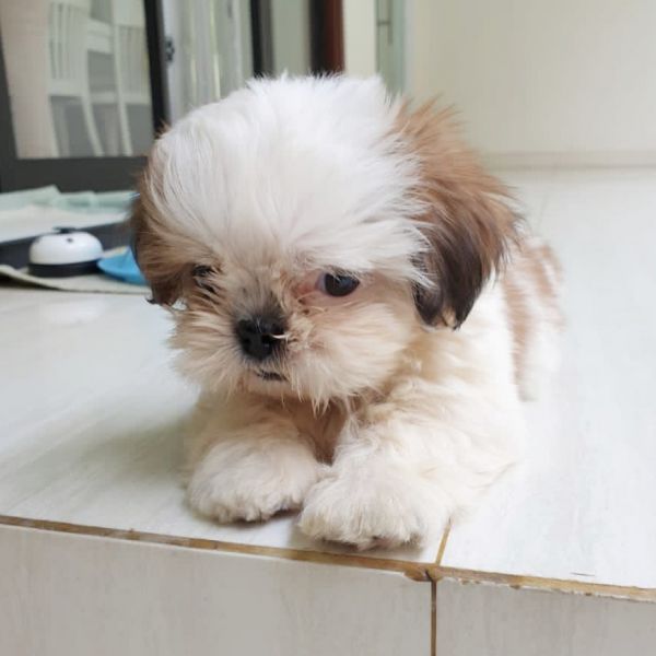 Teacupshihtzupuppiesavailable for adoption