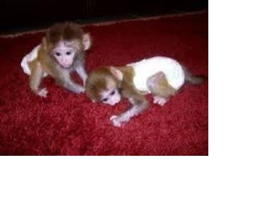 Capuchine Monkeys Available