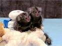 Home Trained Capuchin,Marmoset,Squirrel and Spider Monkeys Available