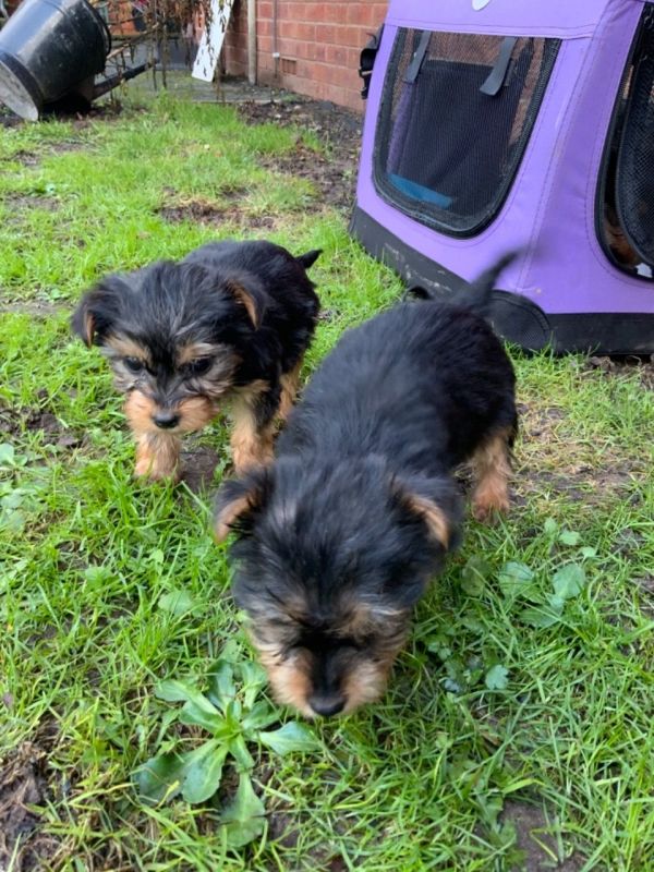 Beautiful Yorkshire puppies ready for new home
