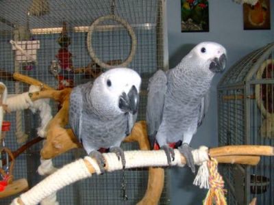 Pair and single Talking African Grey Parrots available