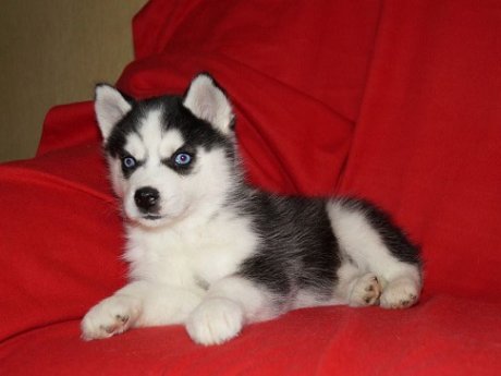 Well Trained Siberian Husky Pups For Adoption