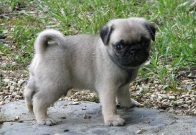 Male and Female Pug Puppies
